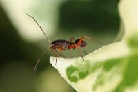 Miris striatus