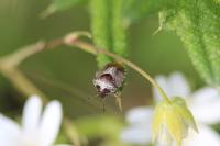 Stagonomus venustissimus