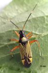 Miris striatus