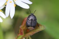 Sehirus luctuosus
