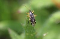 Harpocera thoracica