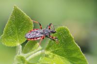Rhynocoris annulatus