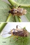 Harpocera thoracica