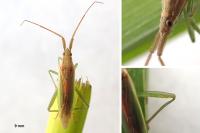 Stenodema laevigata