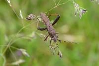 Camptopus lateralis