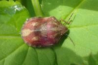 Eurygaster testudinaria