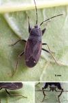 Eremocoris plebejus
