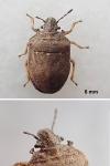 Podops inunctus