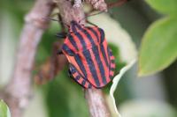 Graphosoma italicum italicum