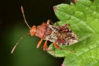 Rhopalus subrufus