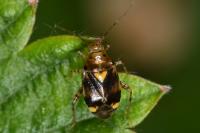 Liocoris tripustulatus
