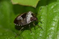 Stagonomus venustissimus