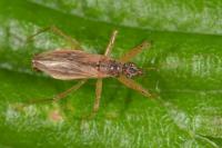 Nabis rugosus
