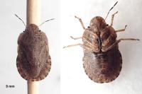 Sciocoris homalonotus