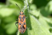 Corizus hyoscyami hyoscyami