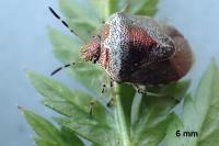Stagonomus venustissimus