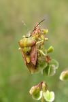 Carpocoris purpureipennis
