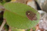 Holcostethus sphacelatus
