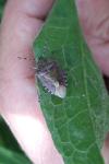 Dolycoris baccarum