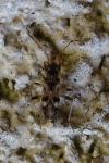 Beosus maritimus