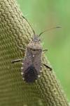 Ceraleptus gracilicornis