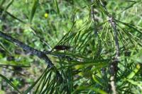 Rhynocoris annulatus