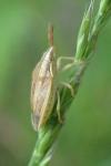 Aelia acuminata