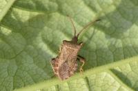 Coreus marginatus