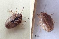 Neottiglossa leporina