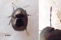 Thyreocoris scarabaeoides
