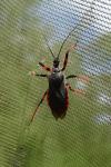 Rhynocoris annulatus
