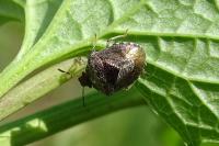 Stagonomus venustissimus