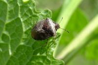 Stagonomus venustissimus