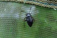 Capsus ater