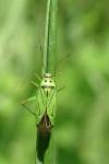 Mermitelocerus schmidtii