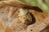 Eurygaster maura