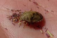 Eurygaster maura