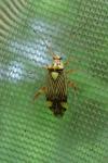 Rhabdomiris striatellus