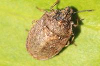 Podops inunctus