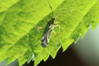 Mermitelocerus schmidtii