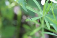 Mermitelocerus schmidtii