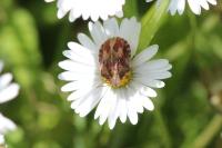 Eurygaster testudinaria