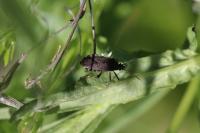 Ceraleptus gracilicornis