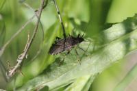 Ceraleptus gracilicornis