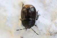 Legnotus limbosus