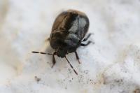 Legnotus limbosus