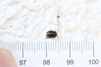 Legnotus limbosus