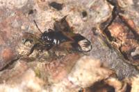 Megalonotus praetextatus