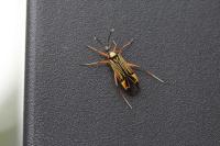 Miris striatus