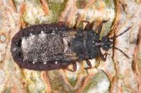 Aneurus avenius